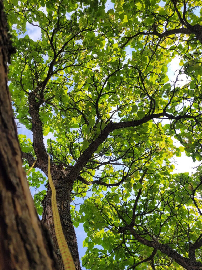 Aufsicht im Baum mit Kletterseil – Blick ins grüne Blätterdach